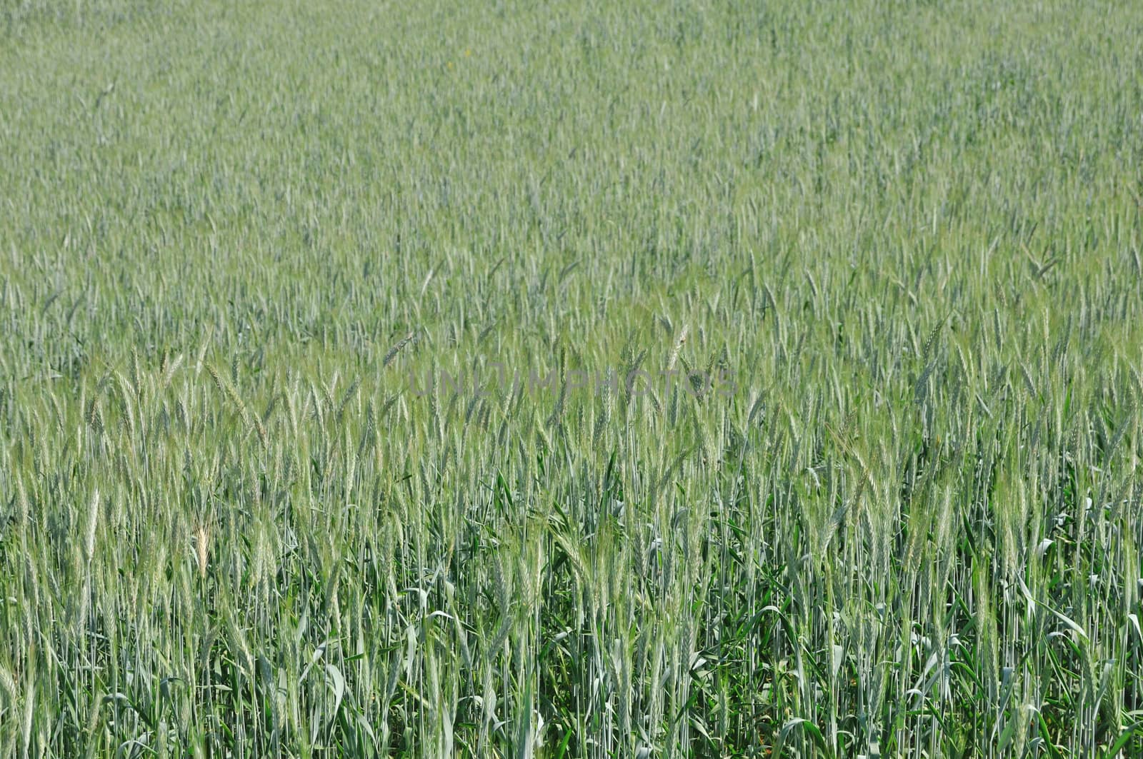 Background of the green cereal in field