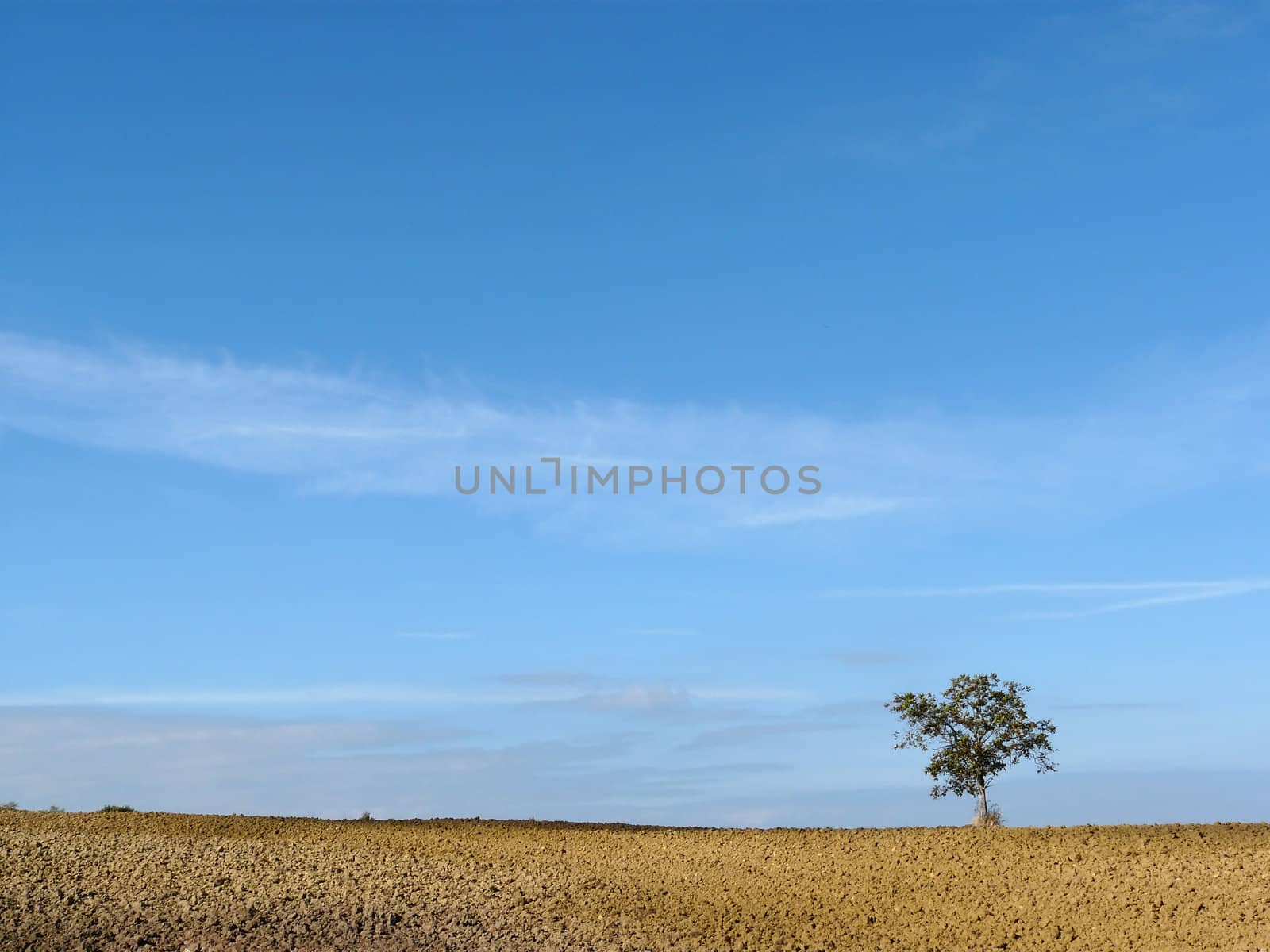Lonely tree by pljvv