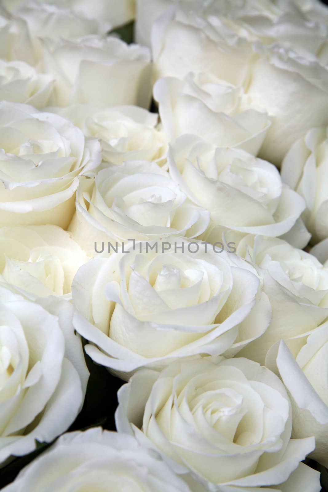 background from beautiful bouquet of roses of white-yellow color