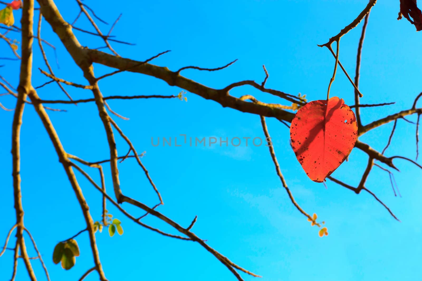 Red leaves and twigs to light the evening.