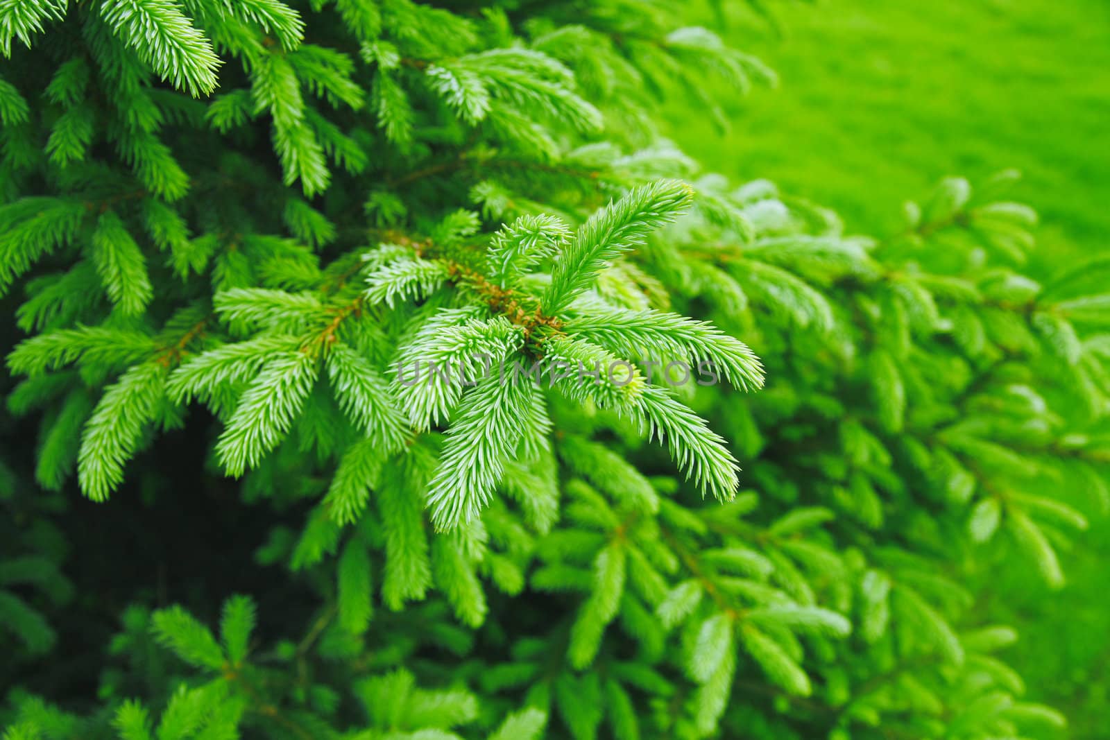 Brightly green prickly branches of a fur-tree or pine