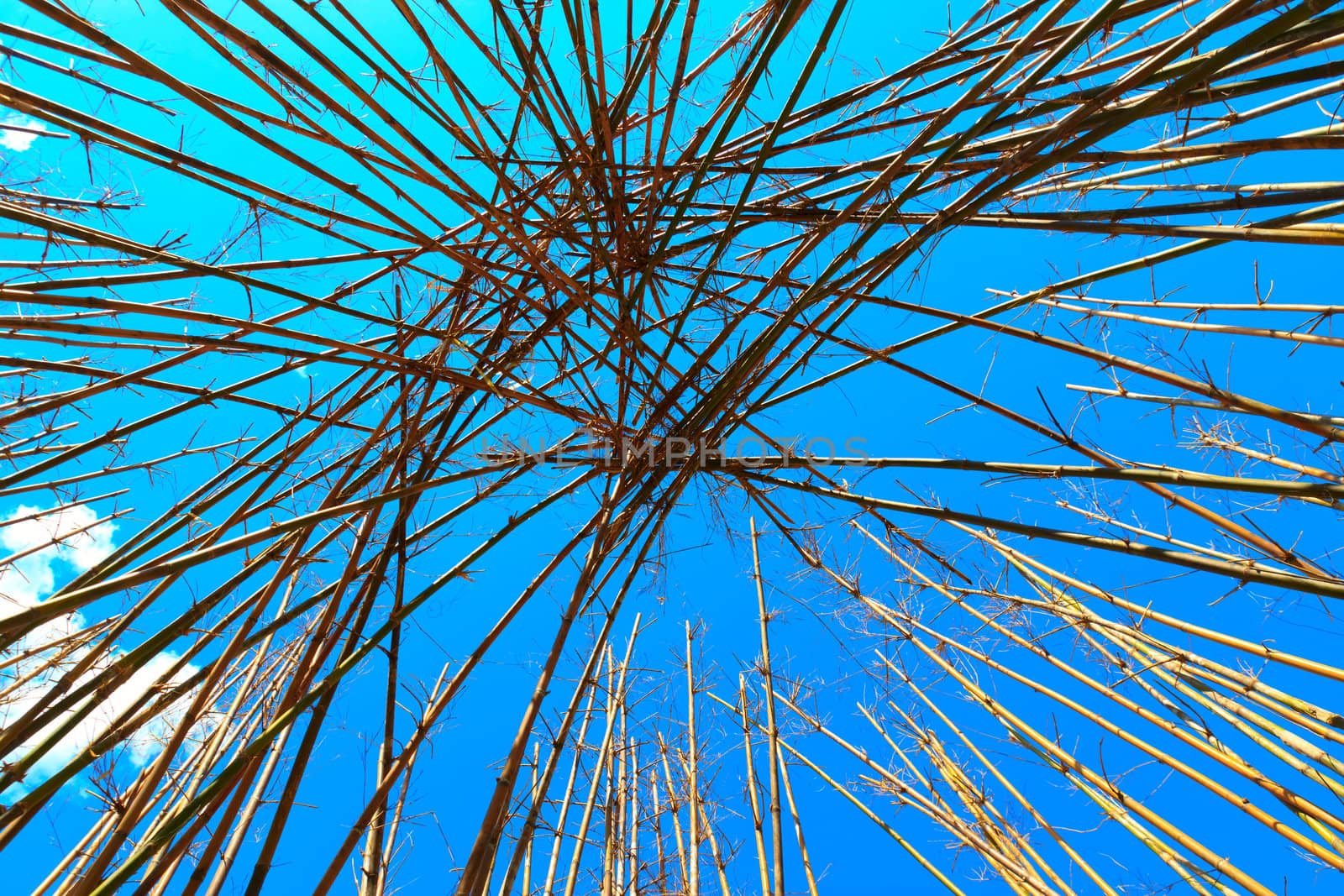 Bamboo trees grow up to blue sky and cross each other.