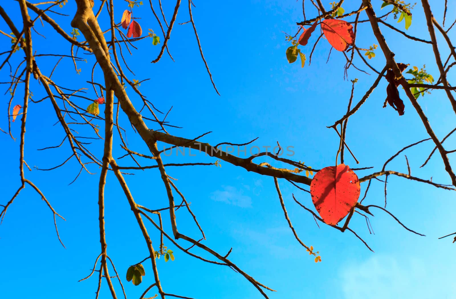 Red leaves and twigs to light the evening.