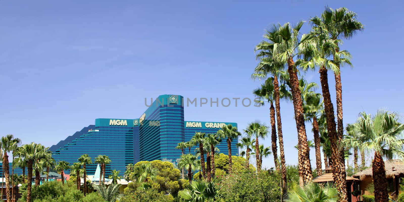 Las Vegas, USA - August 19, 2009: The MGM Grand hotel and casino of Las Vegas is seen here behind palm trees of the neighboring Tropicana Hotel and Casino.  The MGM Grand is one of the largest hotels in the world with over 5,000 rooms available for guests.