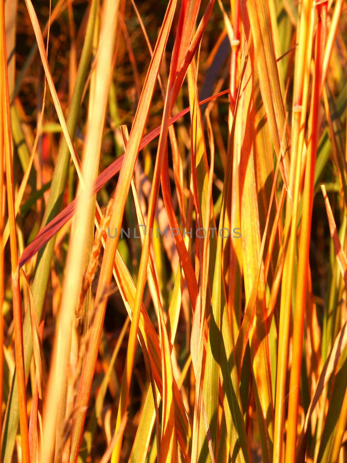 Closeup background of prairie plants in Illinois.