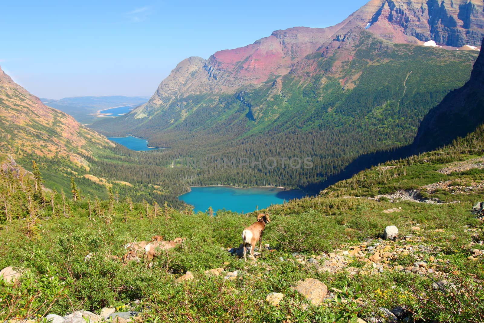 Bighorn sheep (Ovis canadensis) graze near Grinnell Lake in Glacier National Park of Montana.