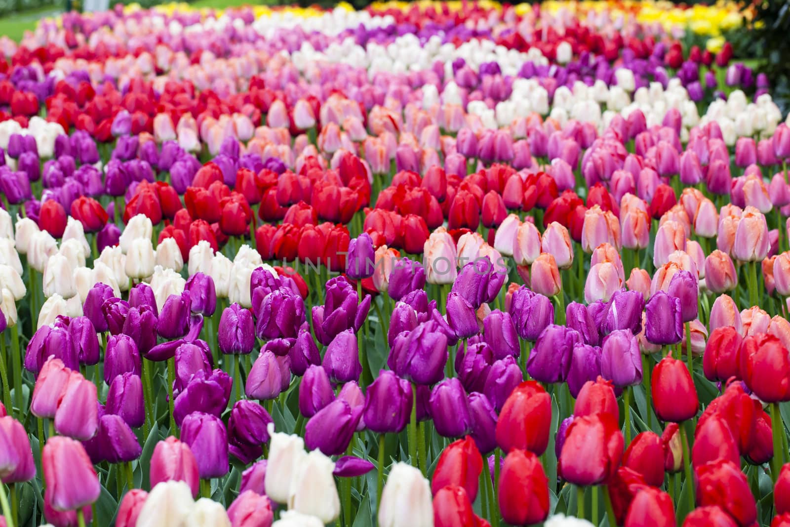 Field of red wiht pink and purple tulips