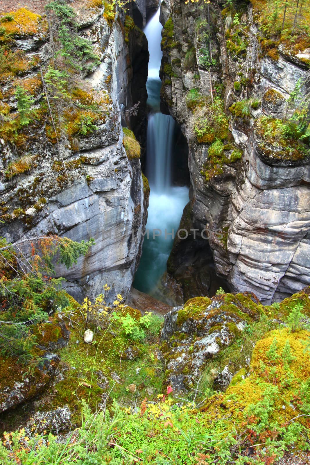 Lush vegetation surrounds a waterfall through Maligne Canyon of Jasper National Park in Canada.