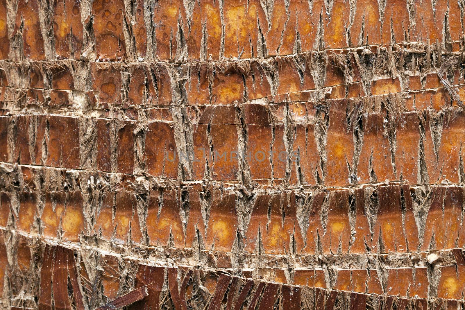 Palm tree bark texture or background.