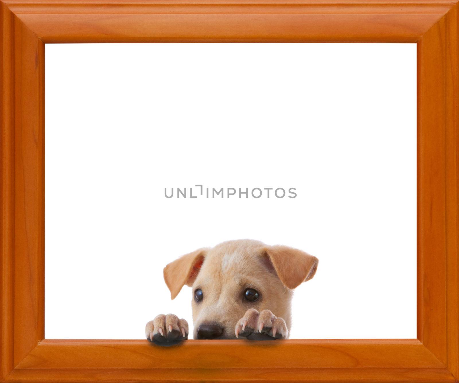 dog with empty frame on white background