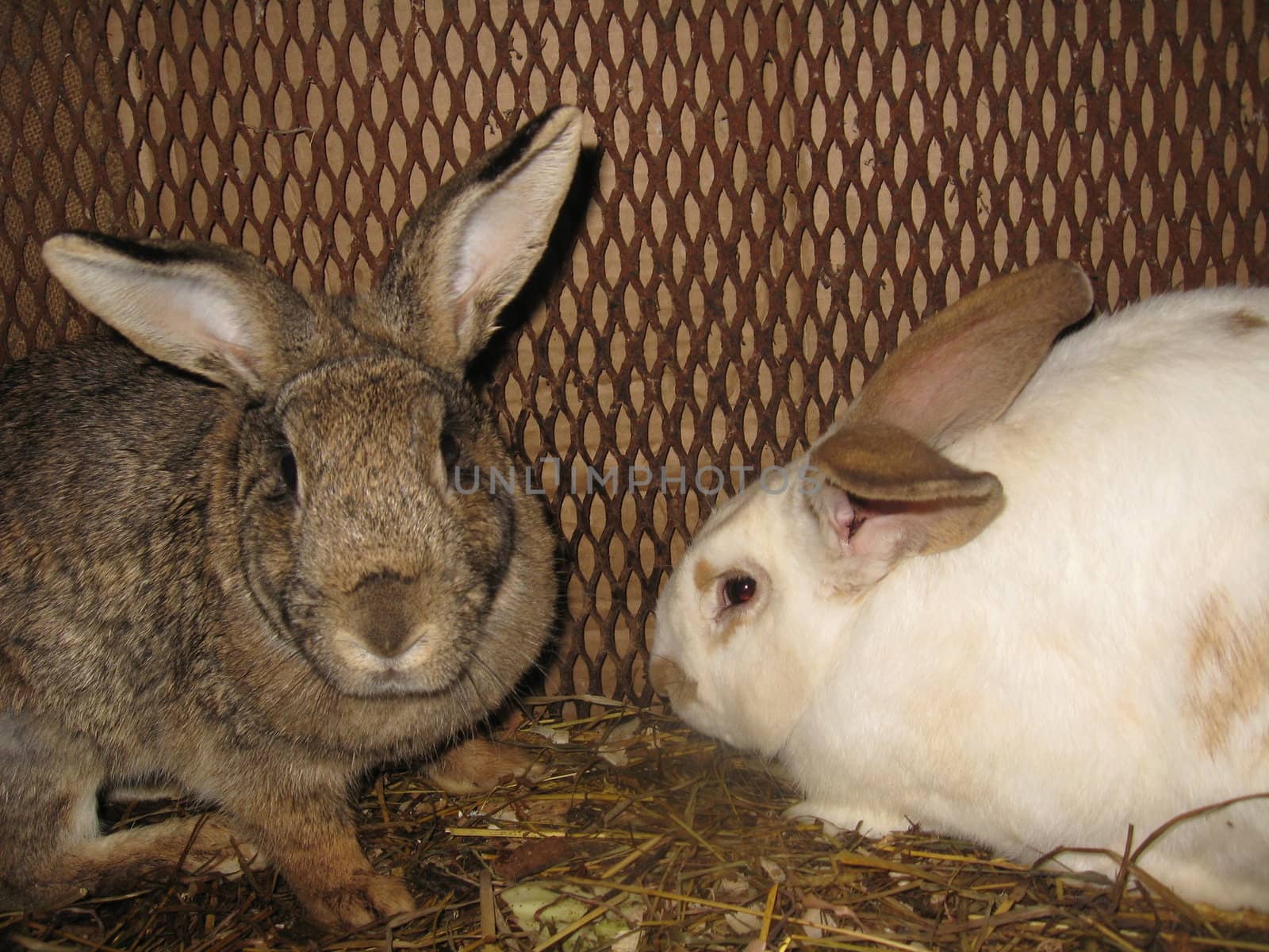Pair domestic rabbits by alexmak