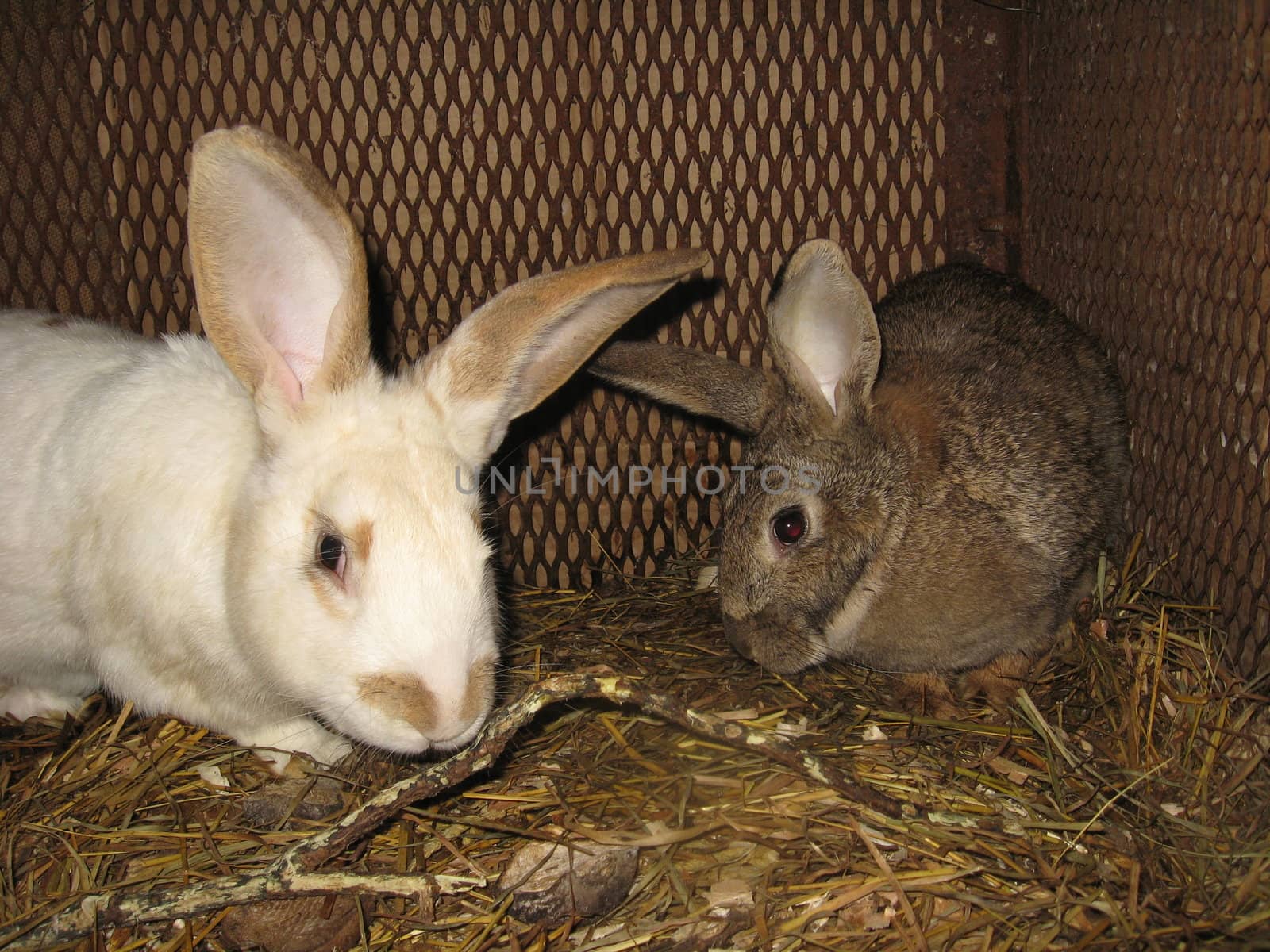 The pair of young domestic rabbits,white and grey