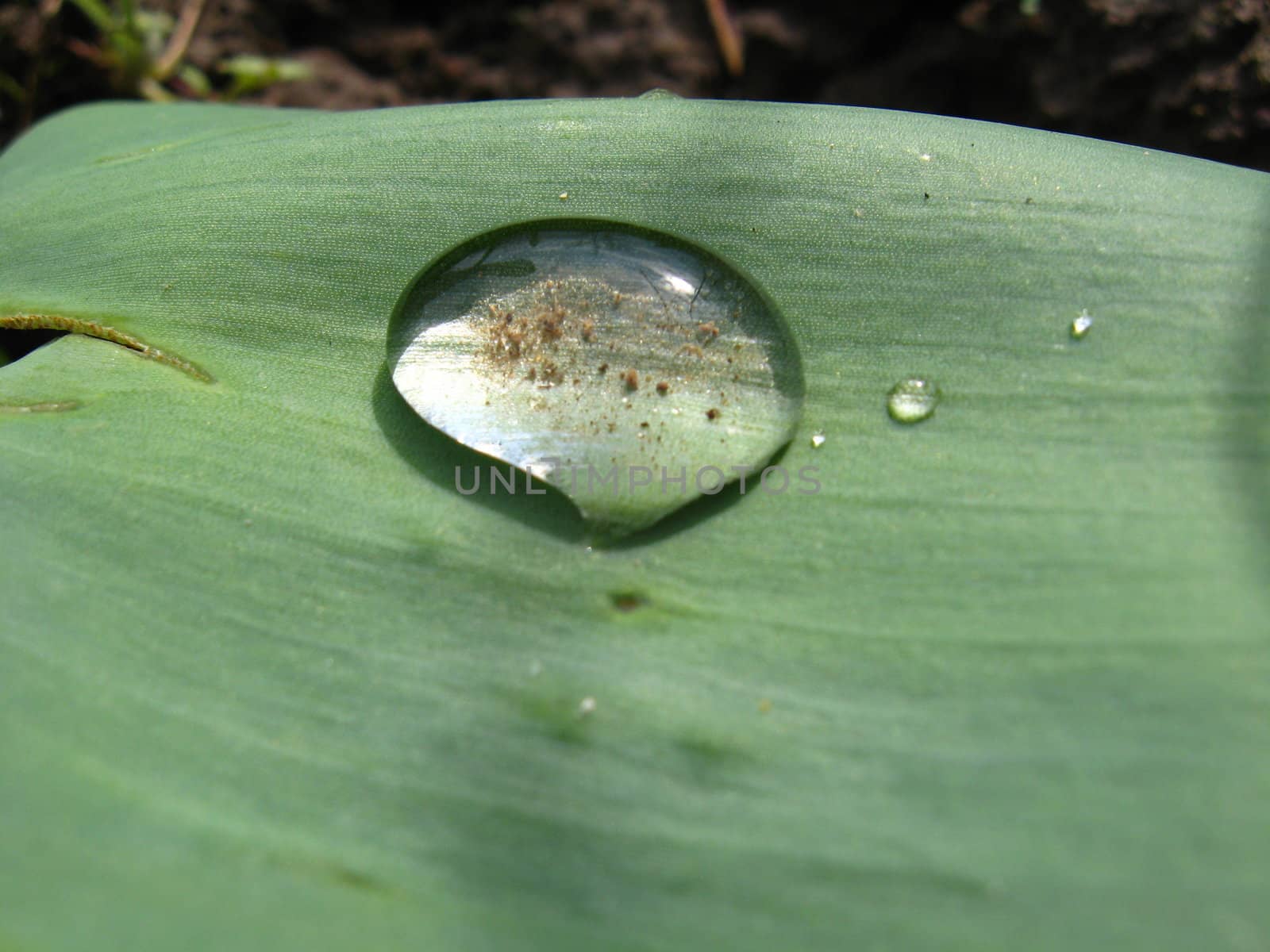 Drop of water on a leaf by alexmak