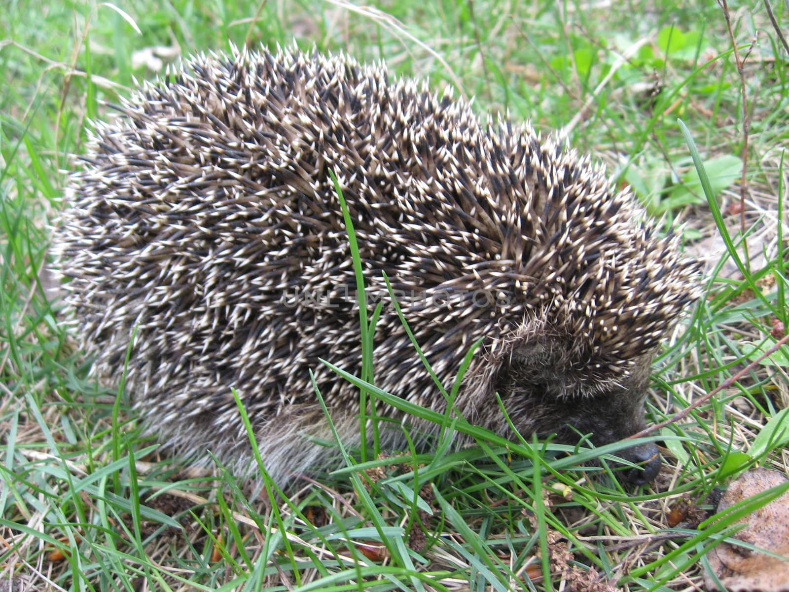 The hedgehog in a grass by alexmak