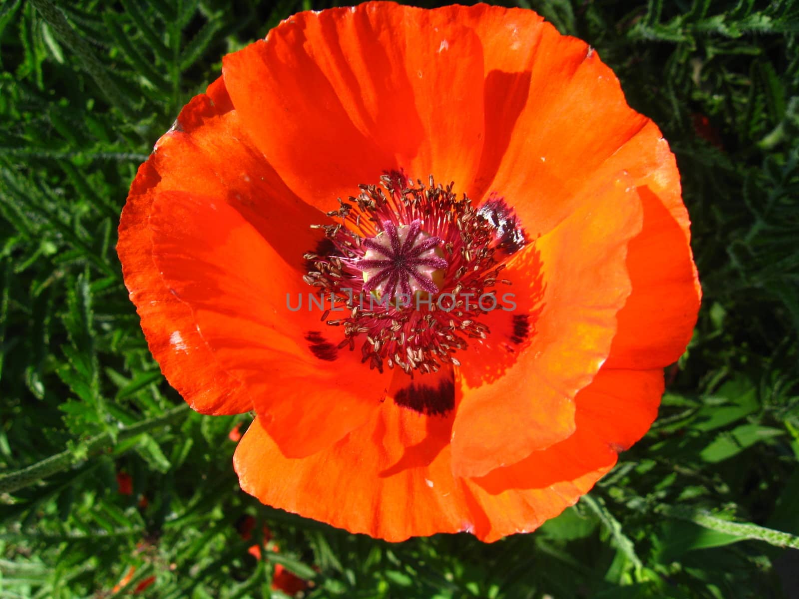 The beautiful flower of a poppy by alexmak