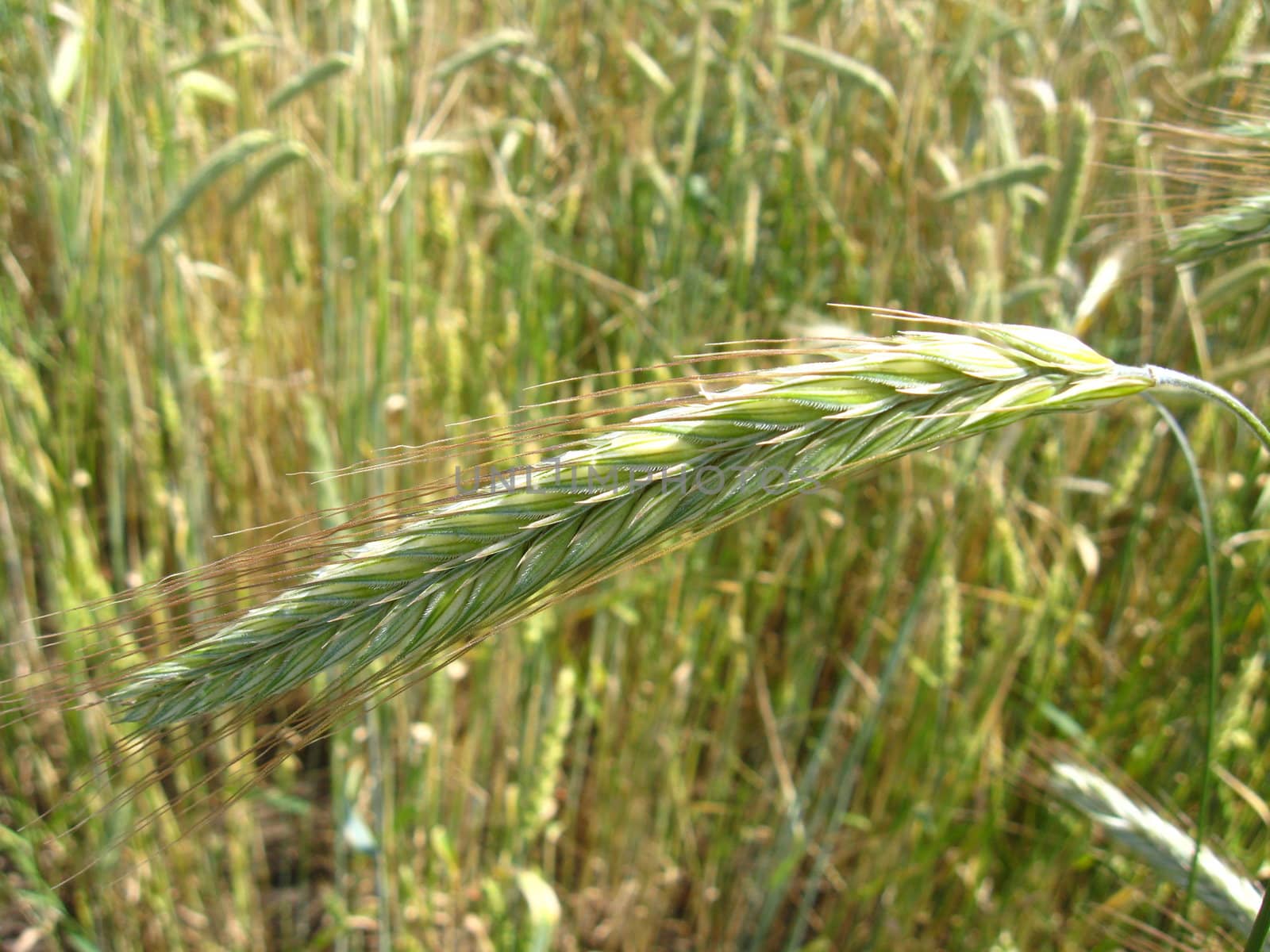 the image of the field of spikelets of the wheat