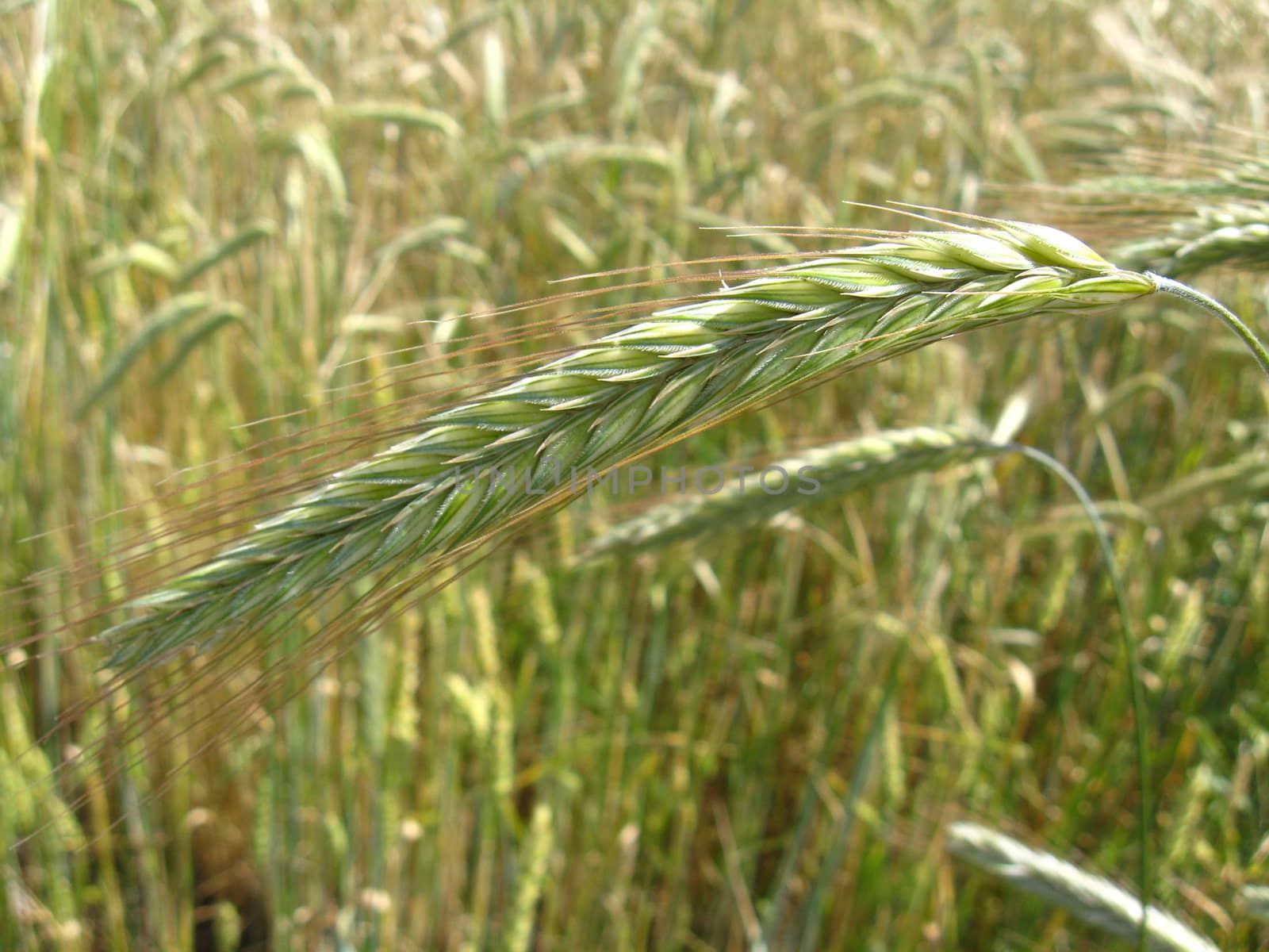 spikelets of the wheat by alexmak