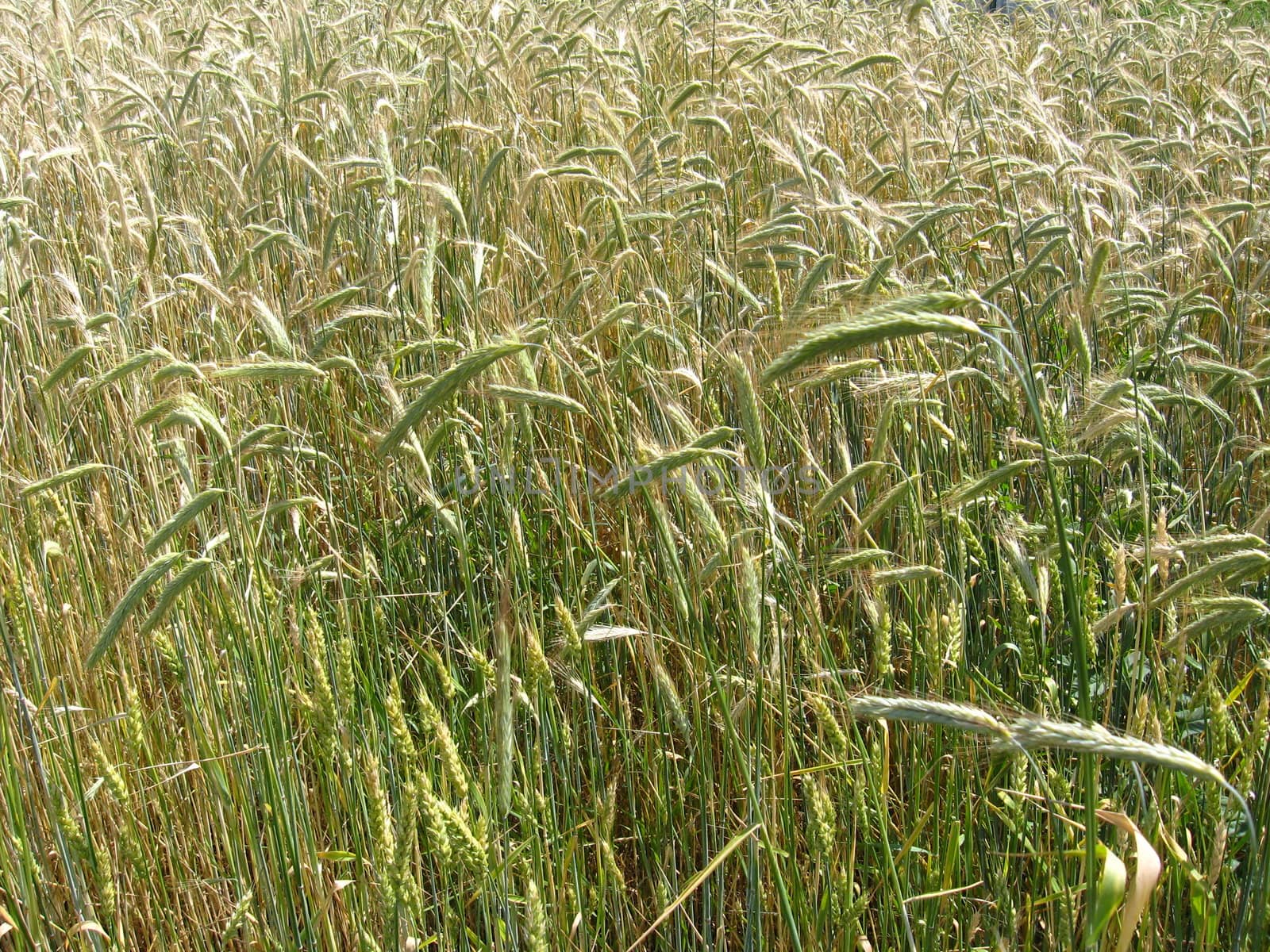 the image of the field of spikelets of the wheat