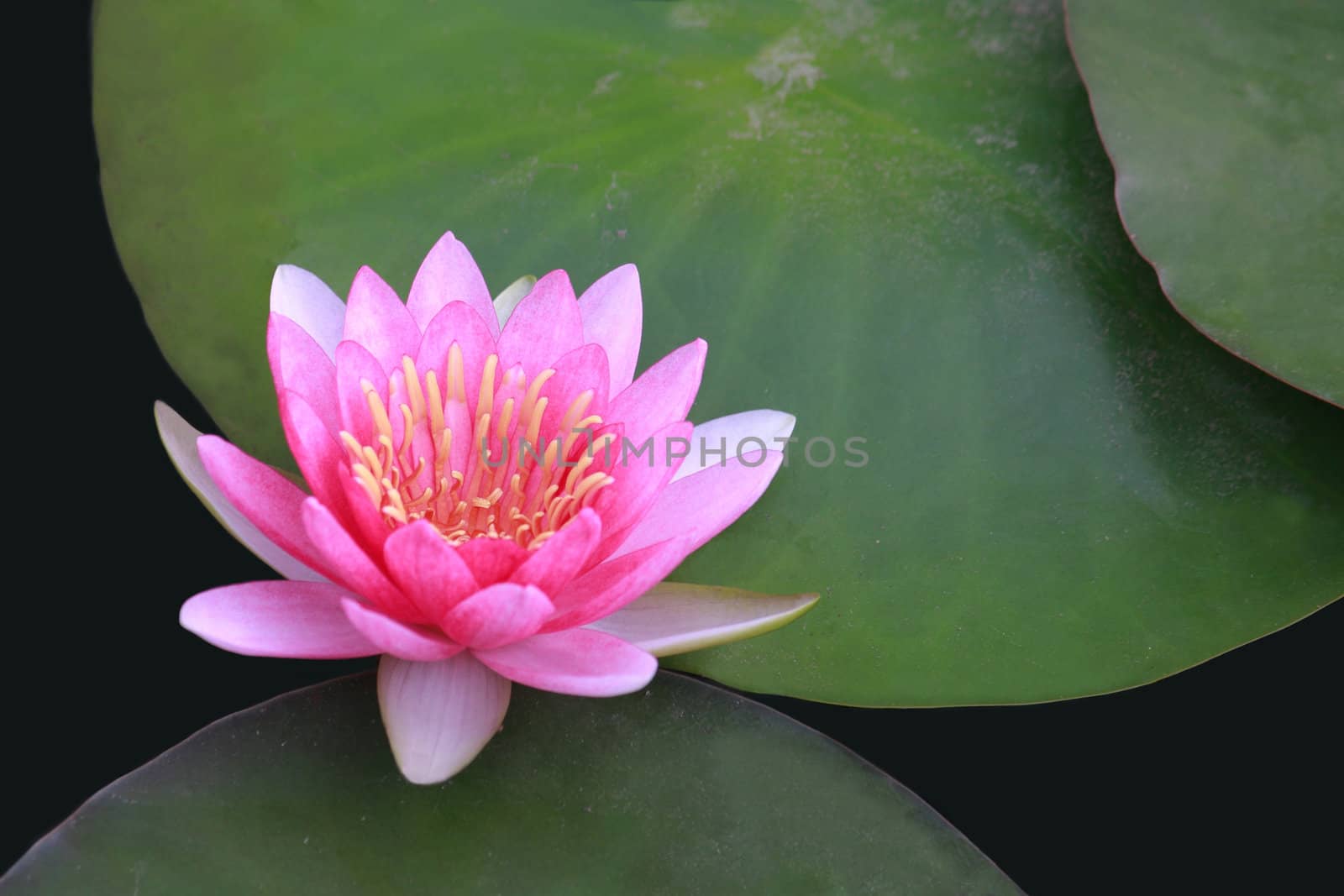 pink water lily with lotus leaf on pond