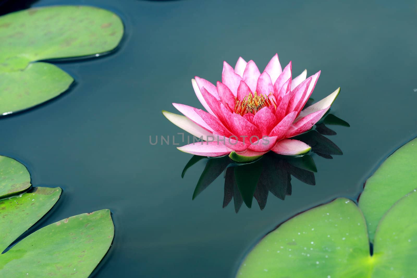 water lily, lotus by happystock