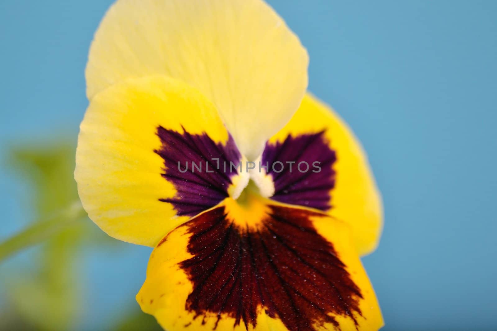 single pansy flower, photo taken in macro