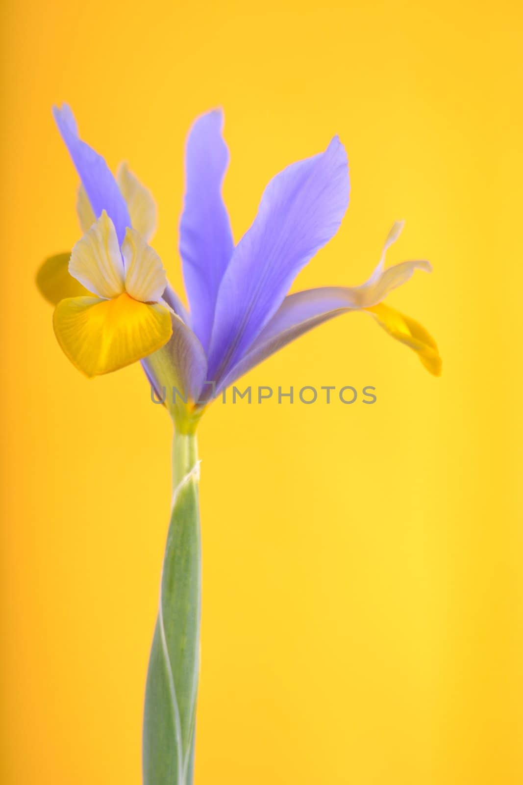 yellowish white single flower iris, on a yellow background