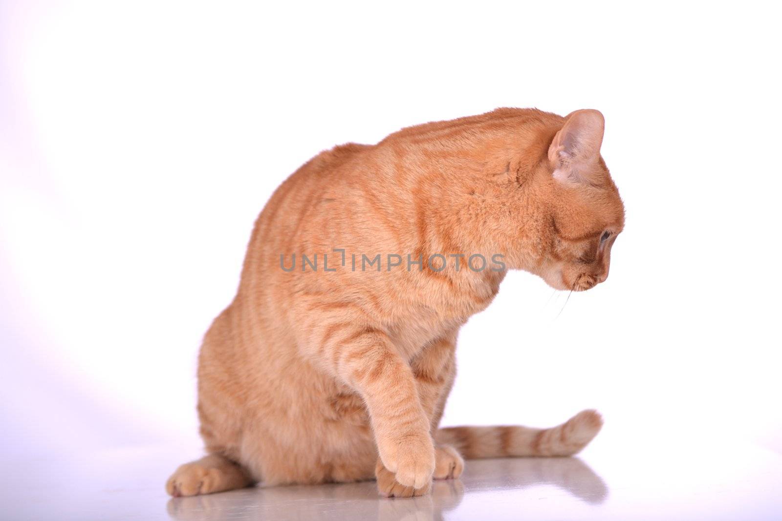 brown house cat on a white background