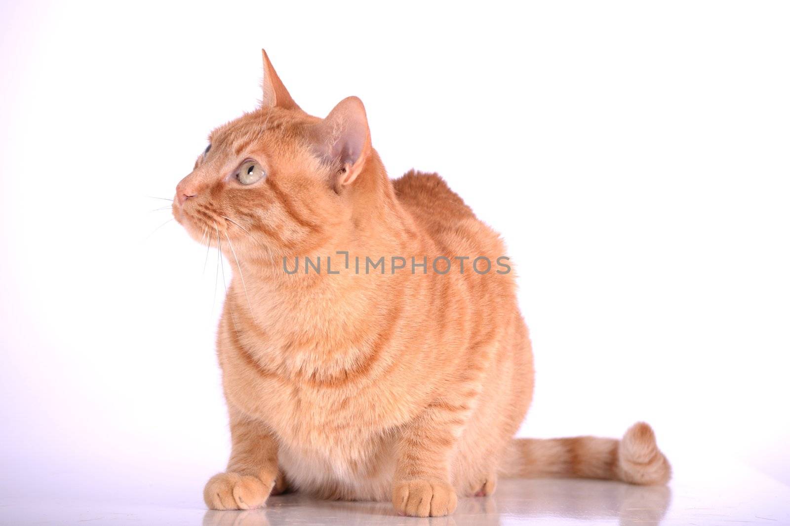 brown house cat on a white background