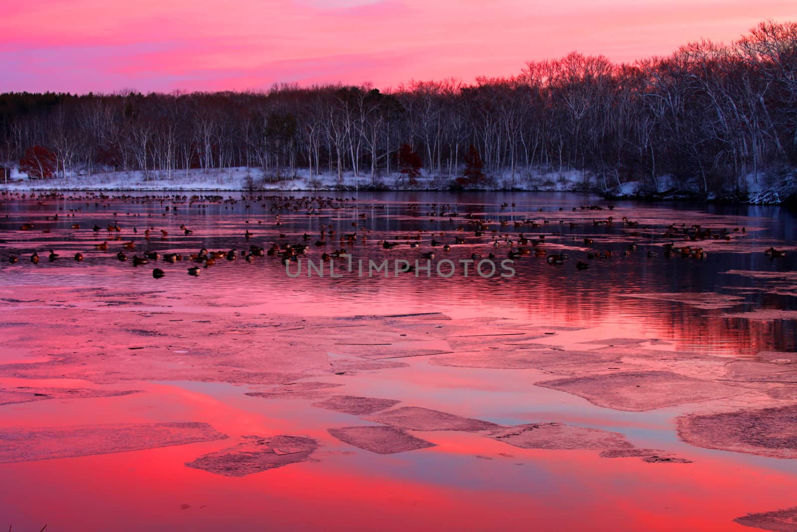 Flock of geese under vivid sunset at Rock Cut State Park in Illinois.