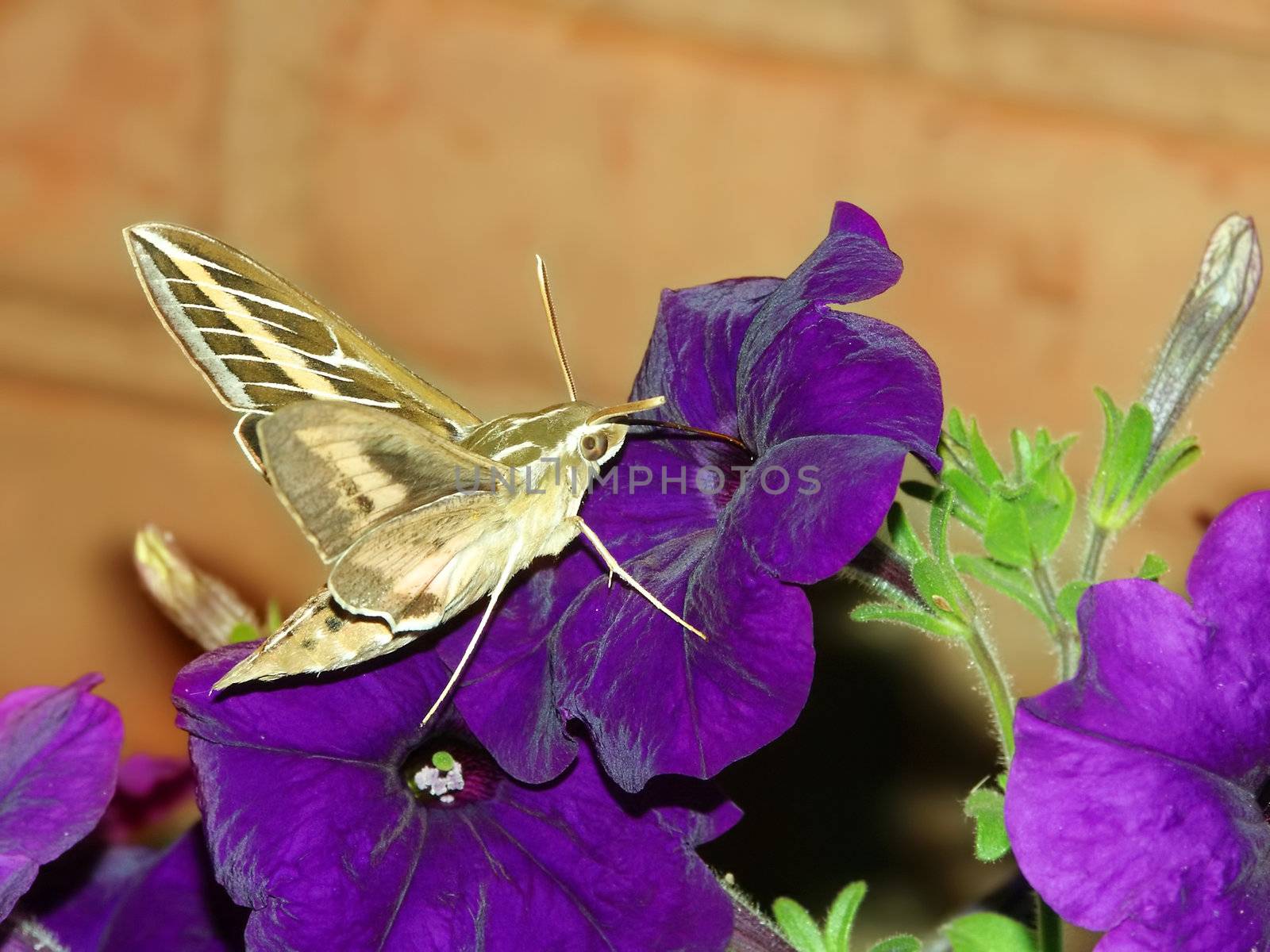 White-lined Sphinx (Hyles lineata) feeds on nectar of a garden flower in Illinois.