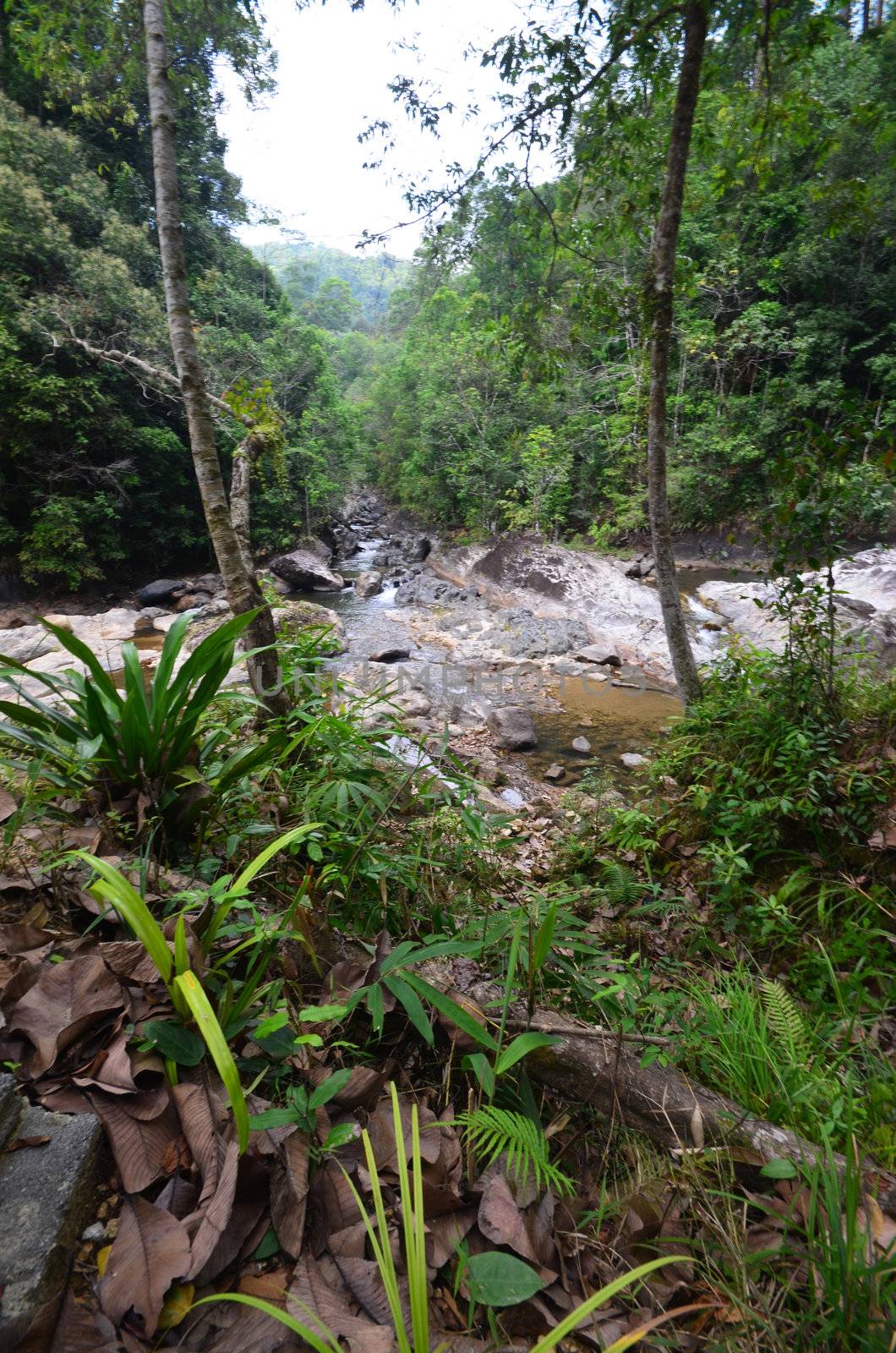 thailand national park jungle