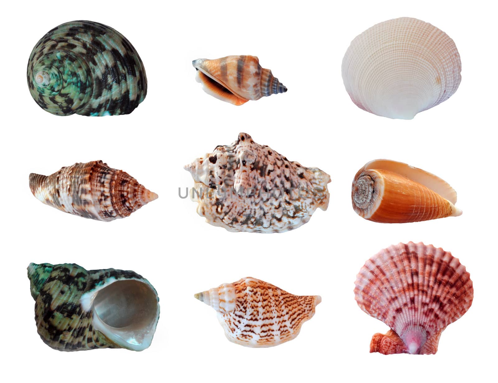 Set seashells by alexcoolok