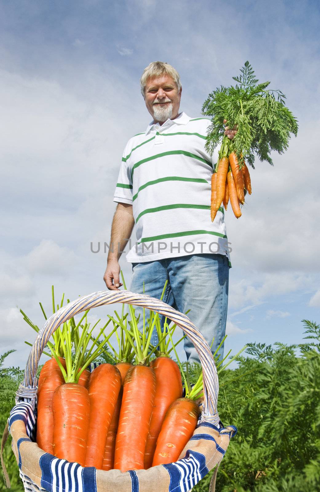 Proud carrot farmer picking fresh carrots for his basket