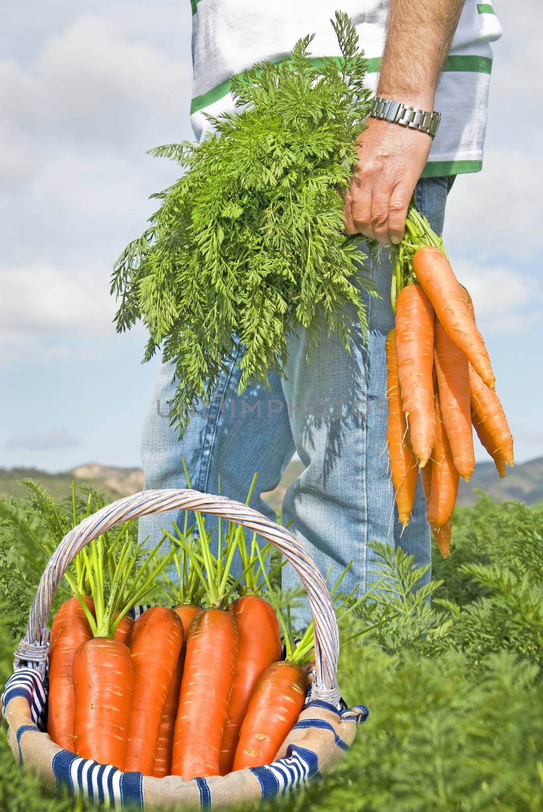 Proud carrot farmer picking fresh carrots in his basket by tish1