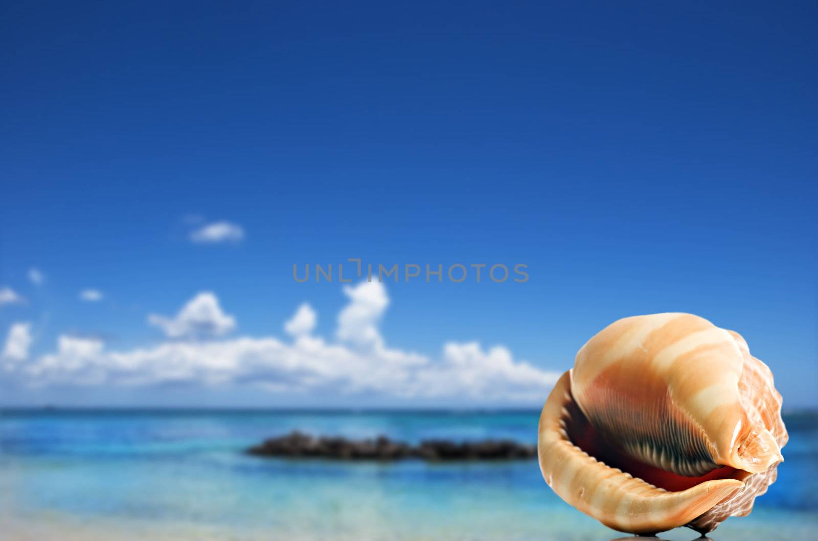 a Beautiful perfectly shaped sea shell on the beach