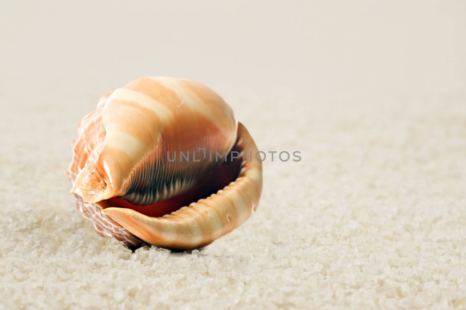 a Beautiful perfectly shaped sea shell on the sandy beach by tish1