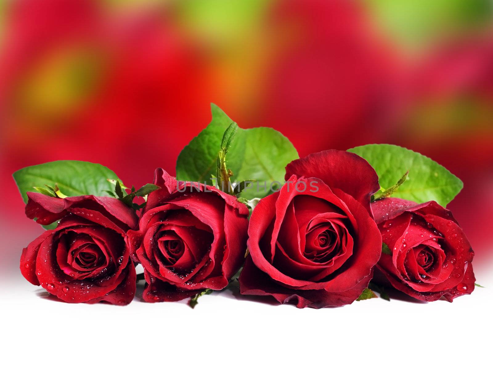 a Beautiful red rose background by tish1