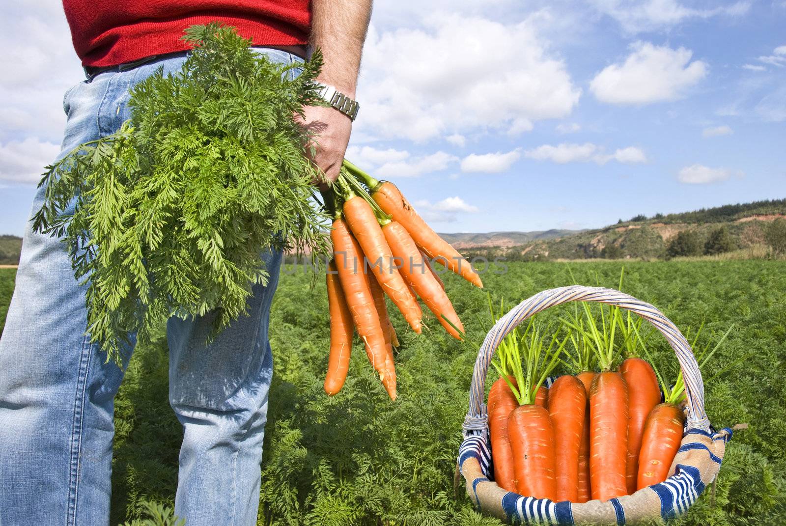 Proud carrot farmer picking fresh carrots for his basket