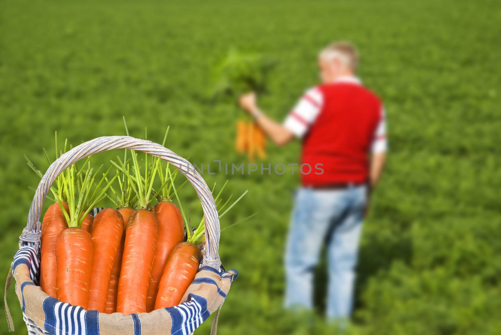 Proud carrot farmer picking fresh carrots in his basket by tish1