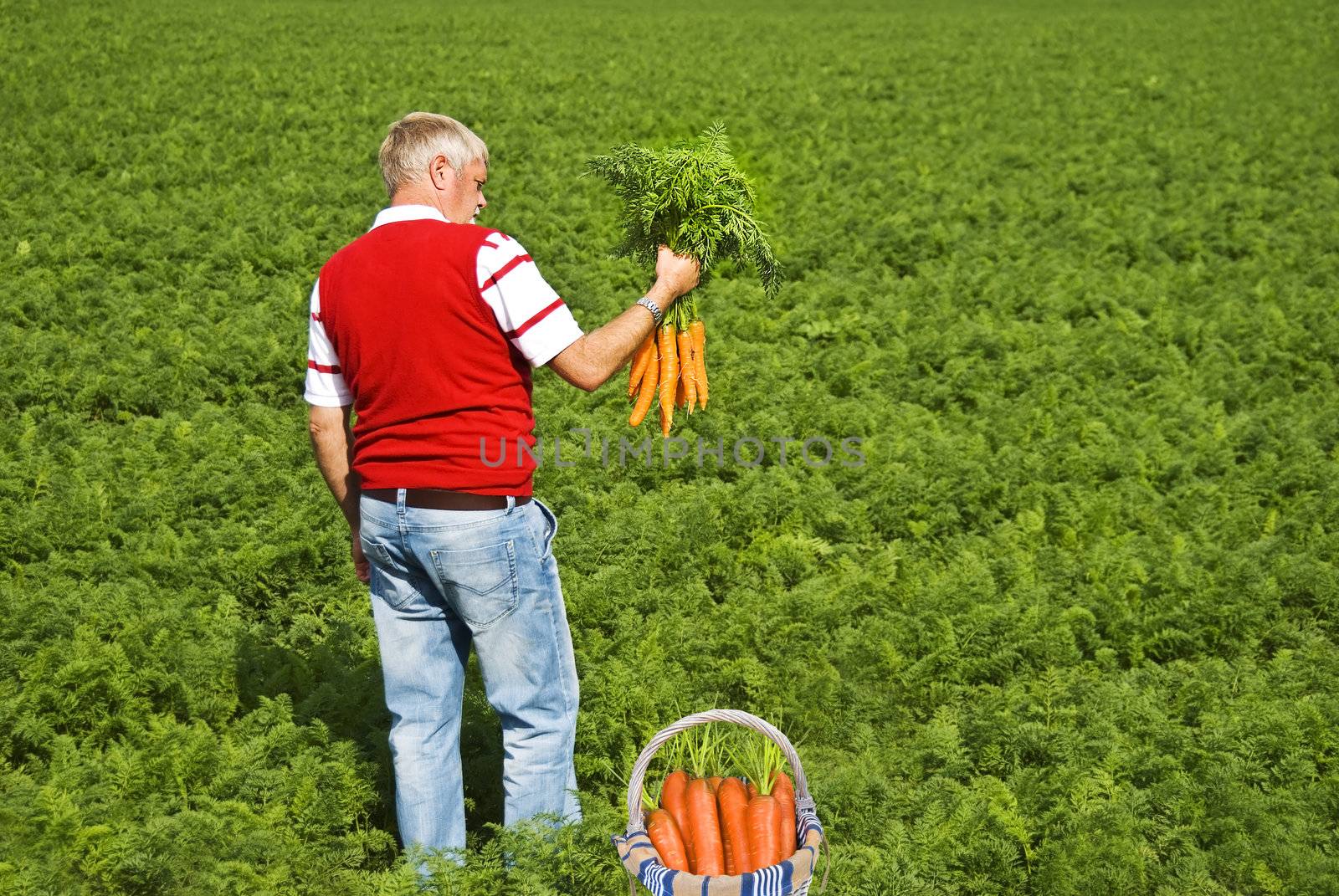 Proud carrot farmer picking fresh carrots for his basket