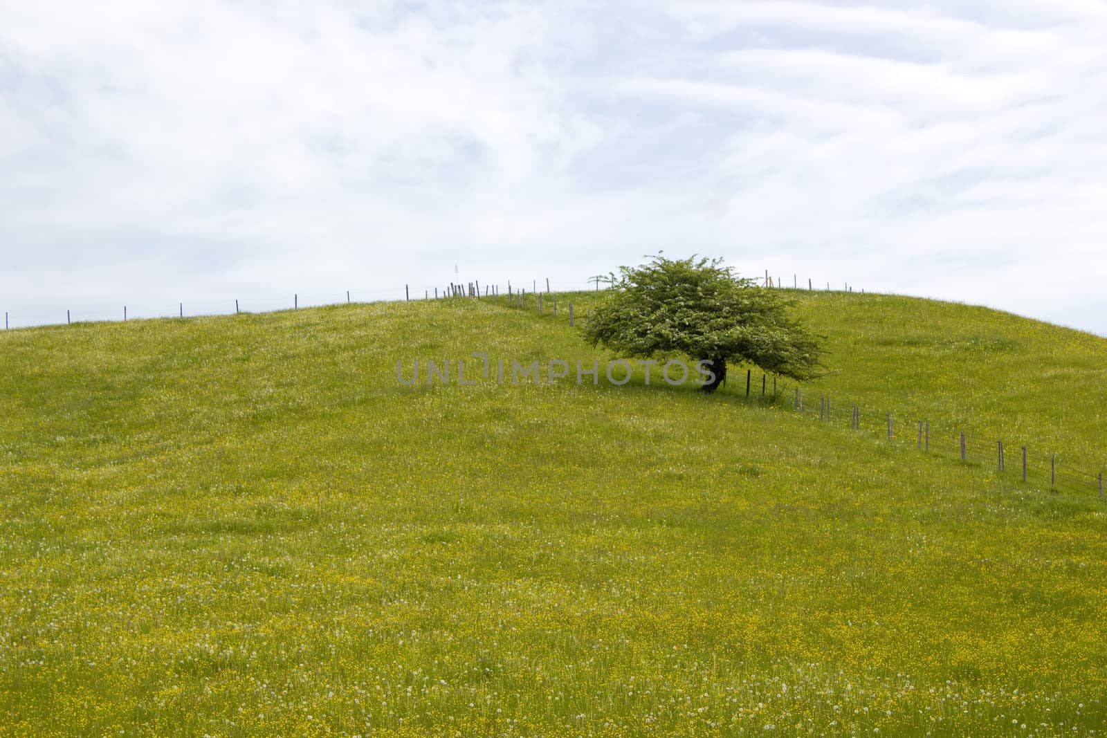 single tree in meadow at spring, Bavaria