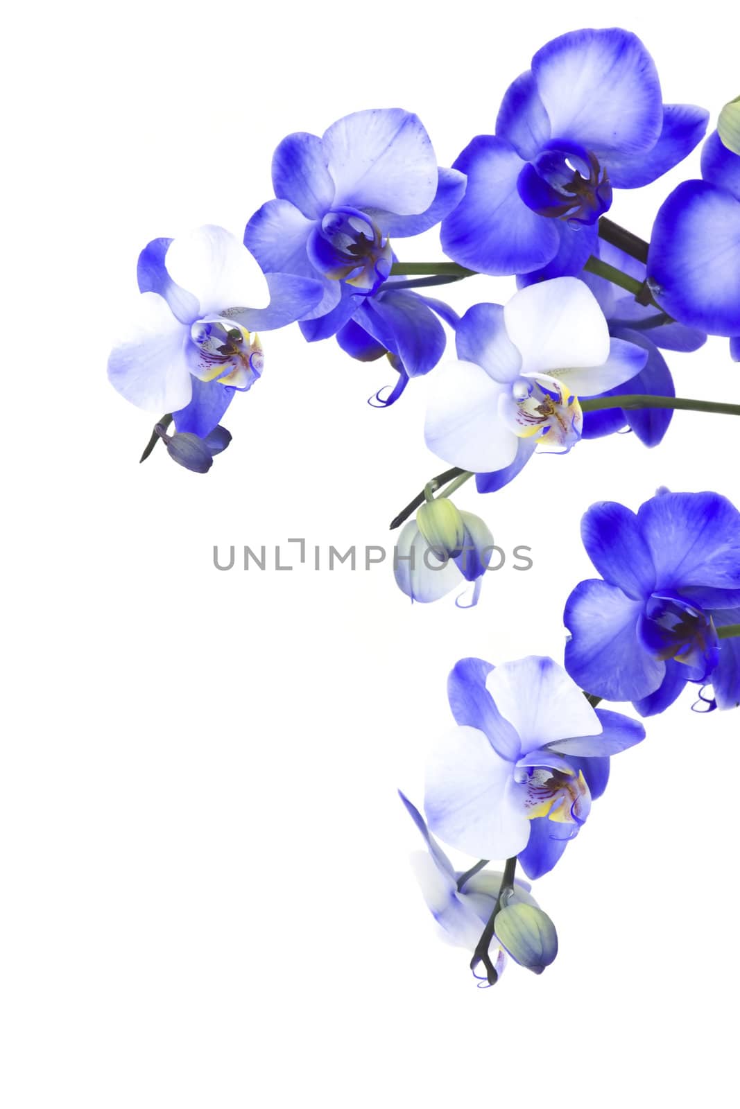 Beautiful violet orchid, phalaenopsis by miradrozdowski