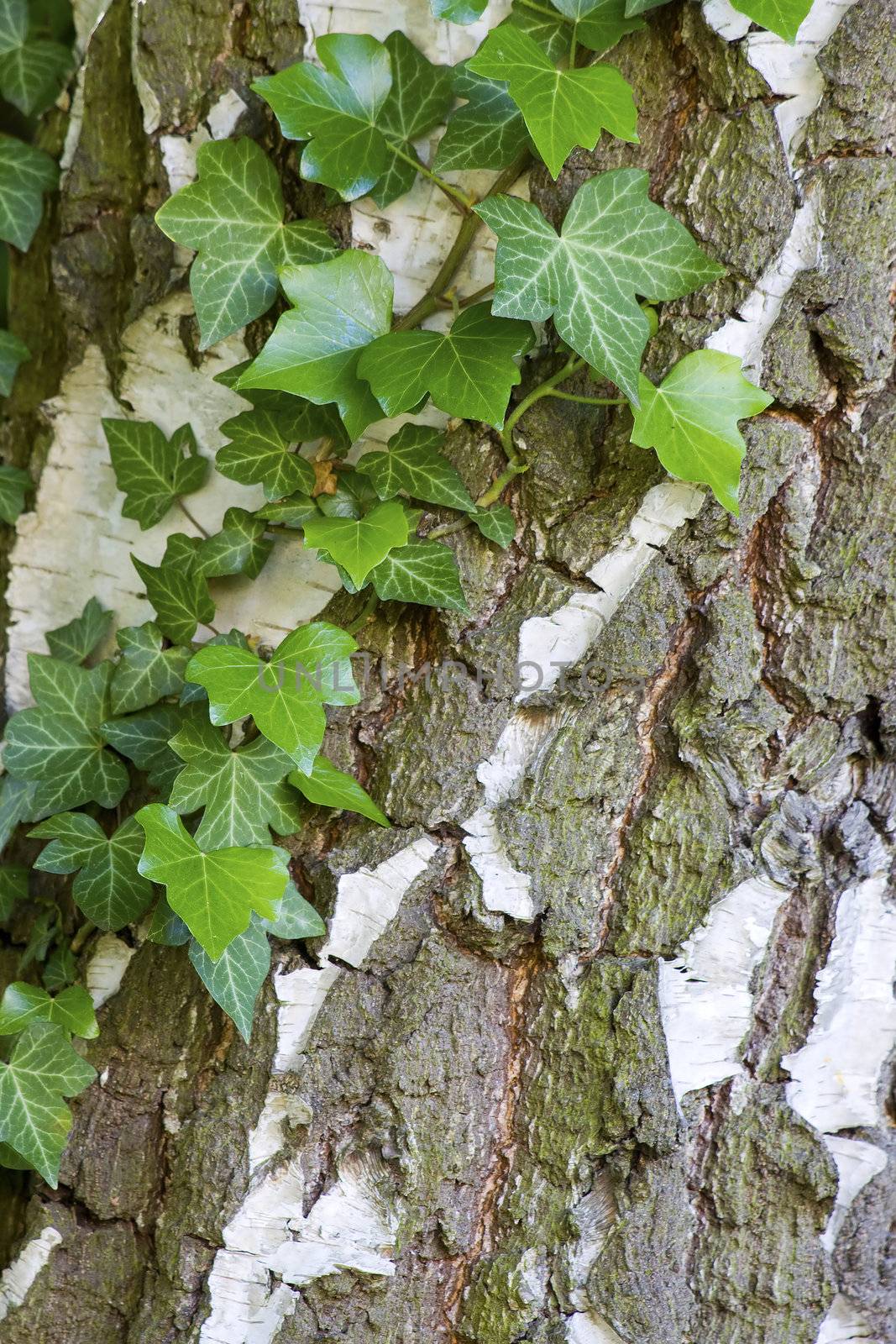 natural background with ivy leaves on bark  by miradrozdowski