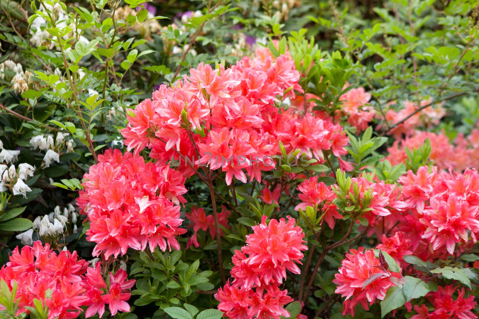 bright red flowers on the bush