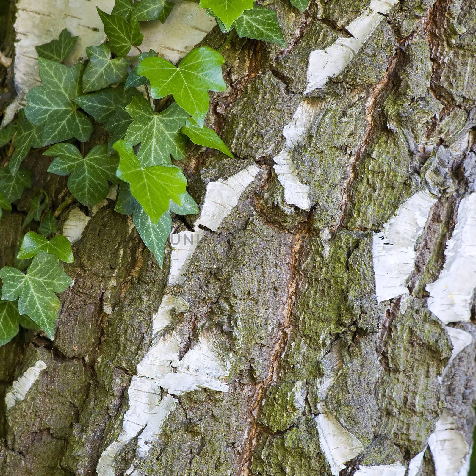 natural background with ivy leaves on bark  by miradrozdowski
