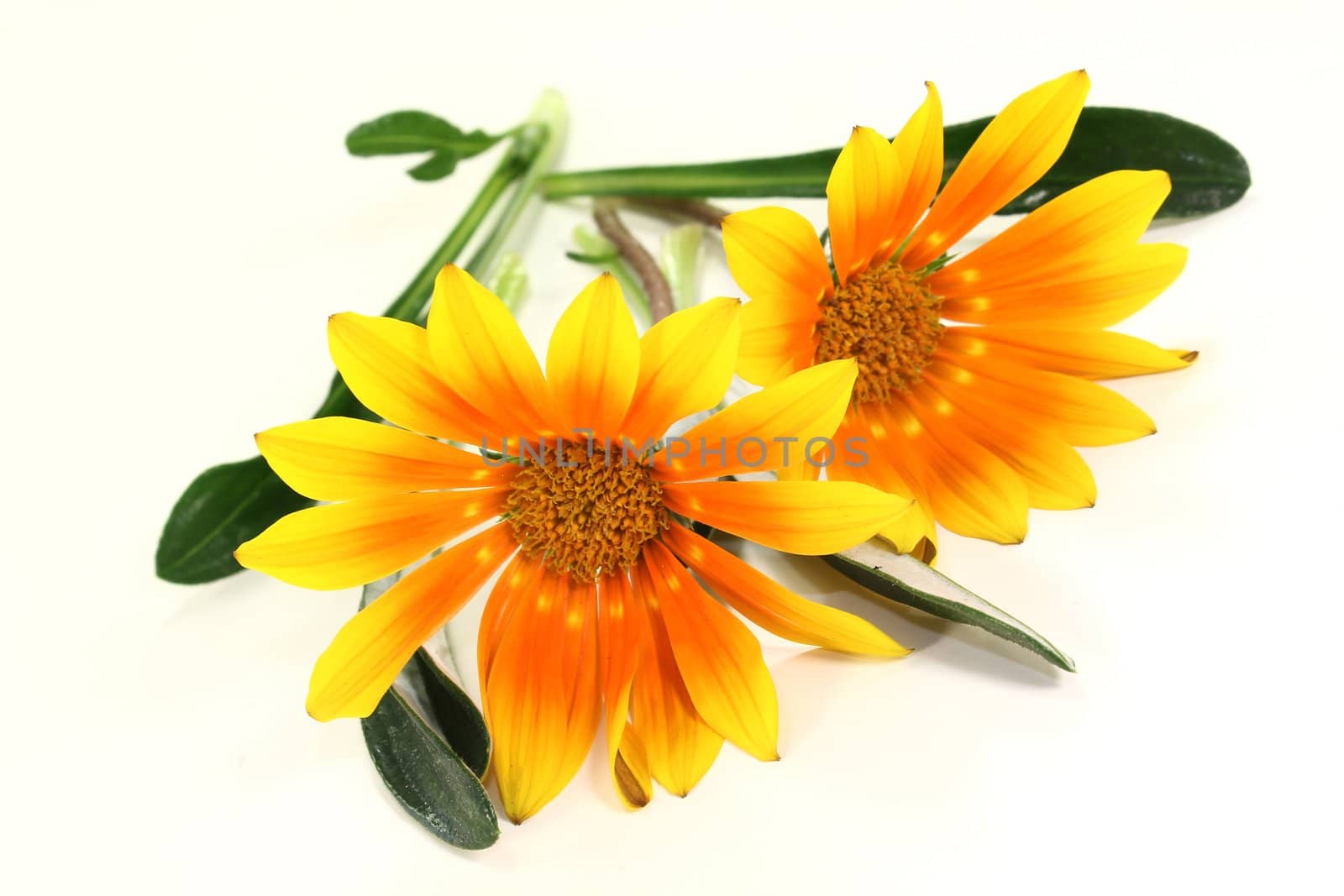 two blossoms midday flower on a bright background