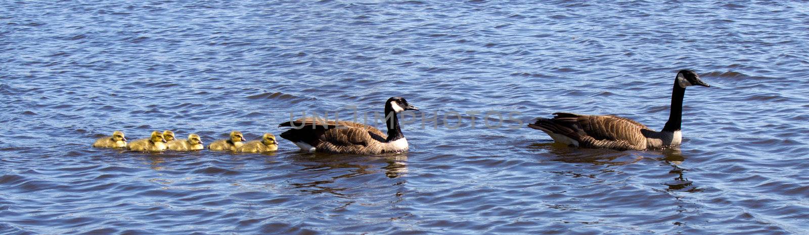 Canadian goose and gander swimming with thier goslings.