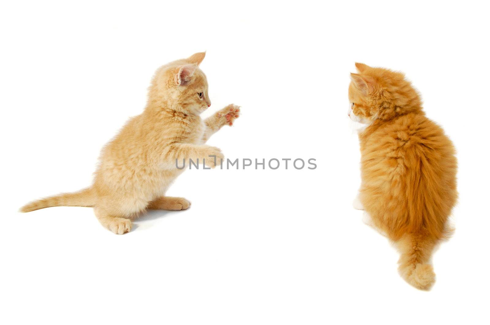 Sweet kittens are just about to fight on a white background.