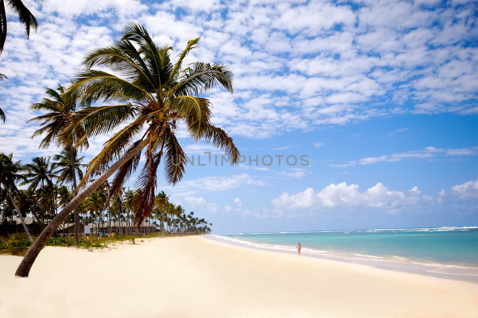 Palm hanging over tropical Caribbean beach with the coast in the background. Dominican Republic, Punta Cana.