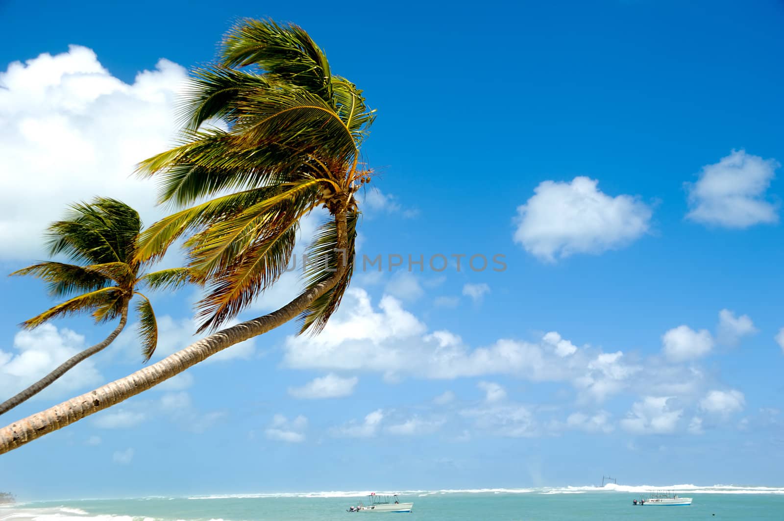 Palm hanging over exotic caribbean beach with the coast in the background.
